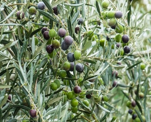Olio Pugliese: l'Oro Italiano del Gargano