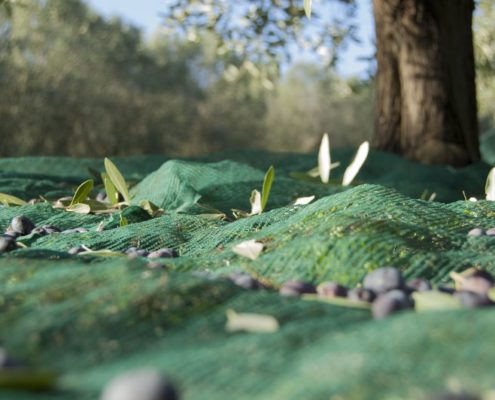 Periodo raccolta delle olive