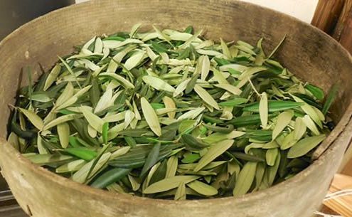 tisane con foglie di olivo