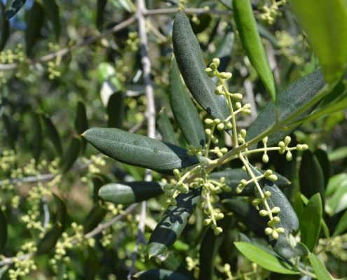 perchè coltivare le olive in biologico
