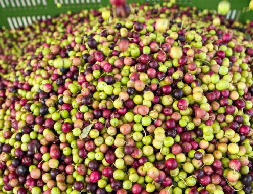 conservazre olive dopo il raccolto