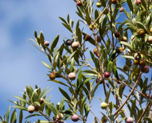 olio extra vergine dop dauno