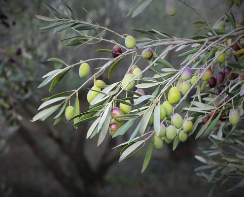 olio extra vergine pugliese