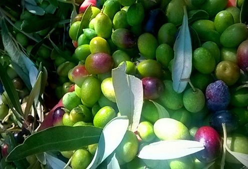 olive verdi e semimature