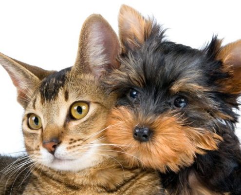 Olio di oliva fa bene a cani e gatti