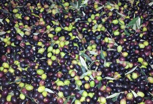 olio di oliva monocultivar