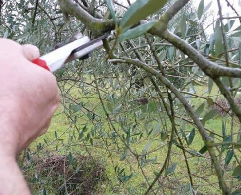 consigli potatura olivo