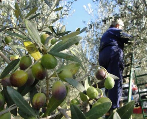 costi manodopera produzione olio