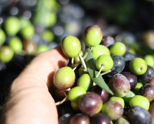 cosa è l'olio di oliva denocciolato