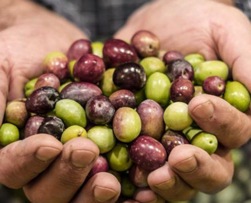 olio coratina caratteristiche e benefici