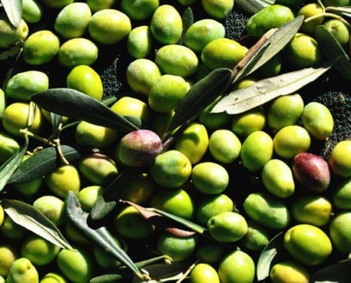 monovarietale peranzana