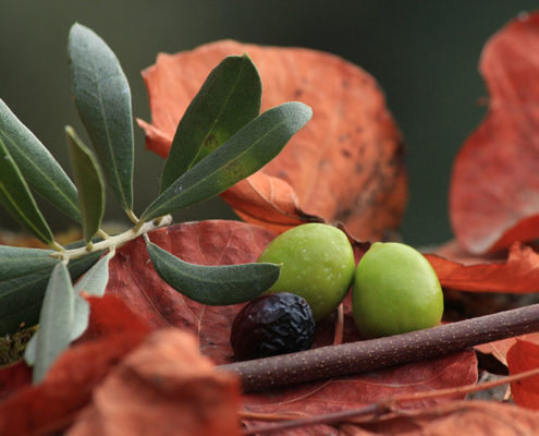 I benefici e valori nutrizionali delle olive