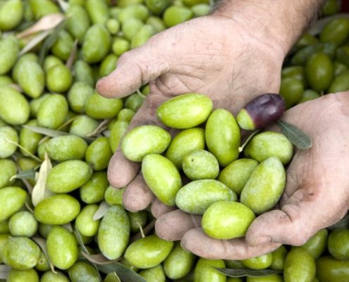 Oliva Bella di Cerignola: dalla pianta alla tavola
