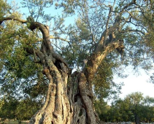 Ogliarola Garganica: l’oliva del Gargano!