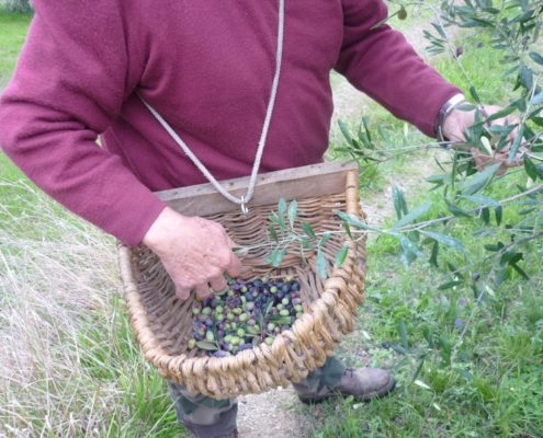Comprare Olio extravergine di oliva dal contadino è una scelta sicura!