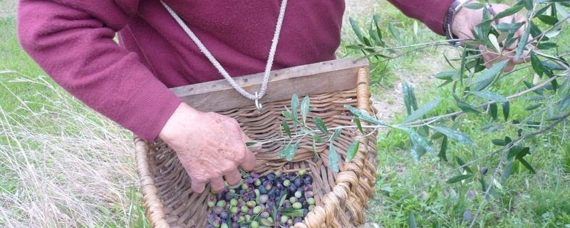 Comprare Olio extravergine di oliva dal contadino è una scelta sicura!