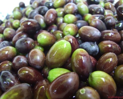 Olio Evo Pugliese dal produttore al consumatore: una vendita diretta!