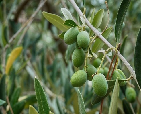 Oleuropeina: un polifenolo dell'Olio Evo