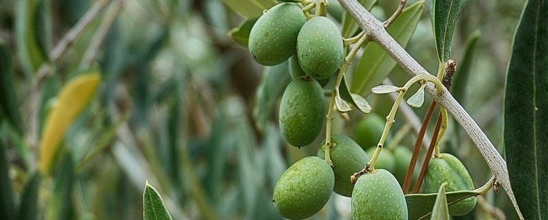 Oleuropeina: un polifenolo dell'Olio Evo