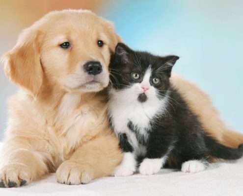 olio di oliva un rimedio naturale contro le zecche