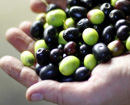 La resa delle olive da cosa dipende?