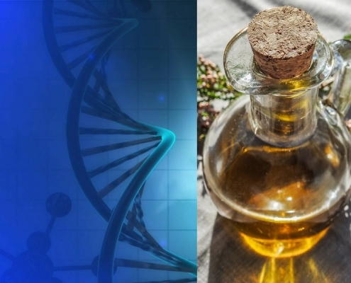 Il DNA dell’Olio di Oliva