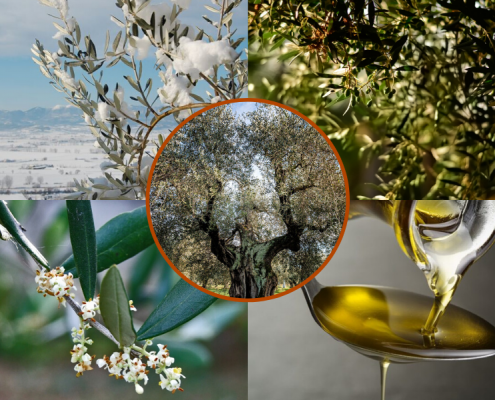 Le 4 stagioni dell’Olivo e dell’Olio di Oliva