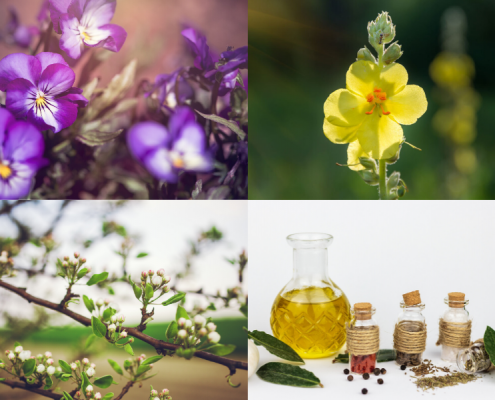 Olio Evo ed Erbe Medicinali: una mini farmacia fatta in casa