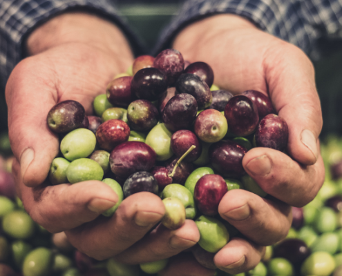 Mani di agricoltore che raccolgono e mostrano un mix di olive verdi e nere appena colte, simbolo di tradizione, qualità e genuinità nella produzione dell'olio extravergine di oliva.