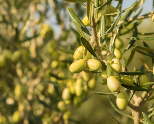 Primo piano di rami di ulivo con olive verdi mature, coltivate in un oliveto soleggiato, rappresentative della varietà Coratina, utilizzata per la produzione di olio extra vergine d’oliva di alta qualità.