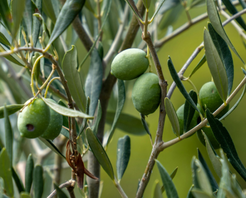 Ramo di ulivo con olive verdi mature e foglie allungate, fotografato da vicino in un uliveto con sfondo naturale sfocato.