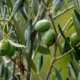 Ramo di ulivo con olive verdi mature e foglie allungate, fotografato da vicino in un uliveto con sfondo naturale sfocato.